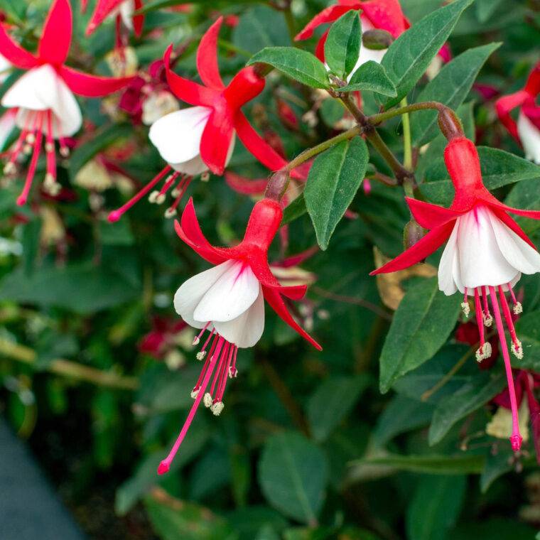 fuchsia-piante-da-ombra-quaiato-verona