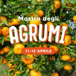 mostra agrumi verona 11-12 aprile-quaiato-piante di agrumi