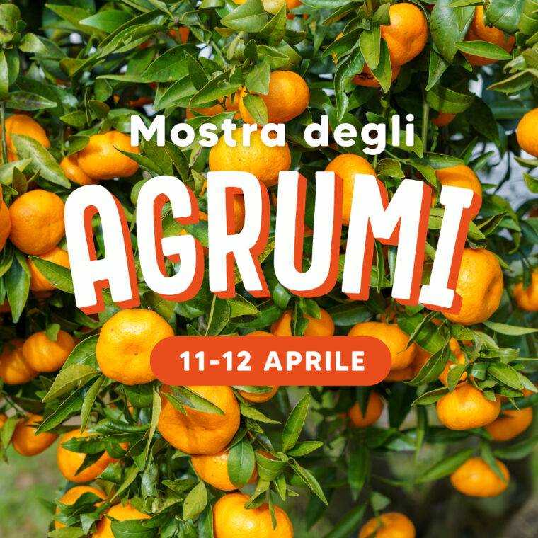 mostra agrumi verona 11-12 aprile-quaiato-piante di agrumi