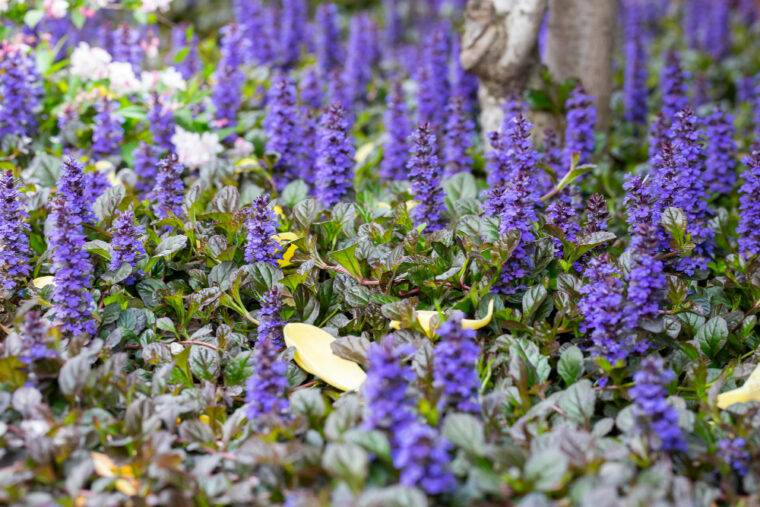 piante-da-ombra-ajuga-reptans-piante-verona-quaiato
