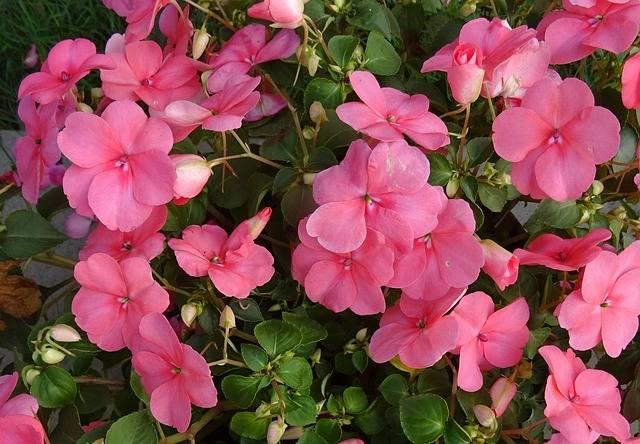 piante-da-ombra-fior-di-vetro-impatiens-piante-verona-quaiato