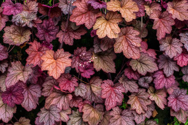 piante-da-ombra-heuchera-piante-verona-quaiato