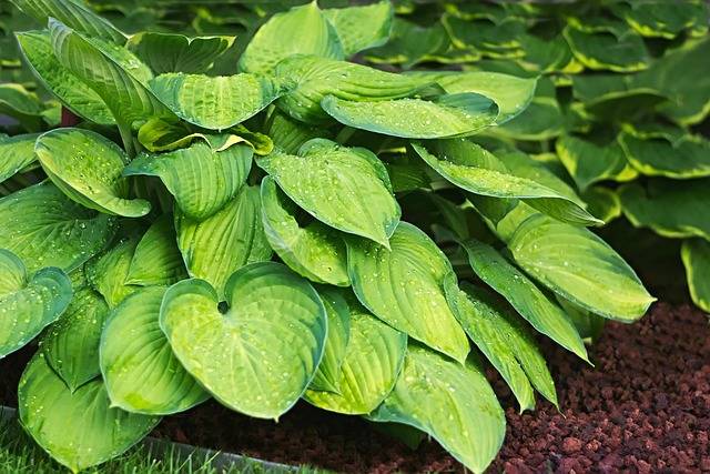 piante-da-ombra-hosta-piante-verona-quaiato