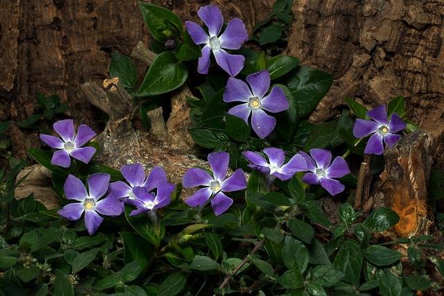 piante-da-ombra-vinca-piante-verona-quaiato