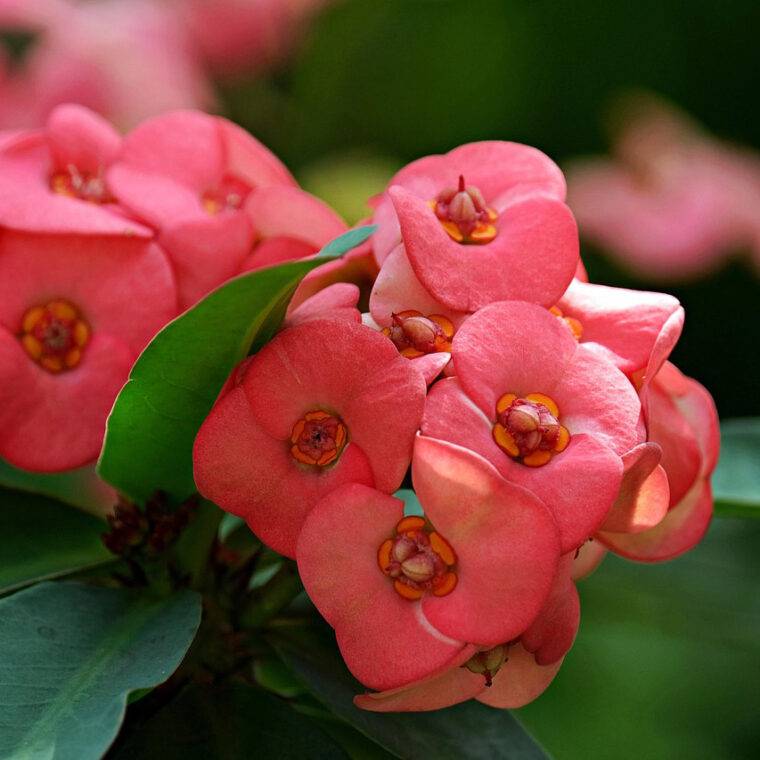 piante-resistenti-al-sole-poca-acqua-euphorbia-milii-2-quaiato-verona-giardinaggio