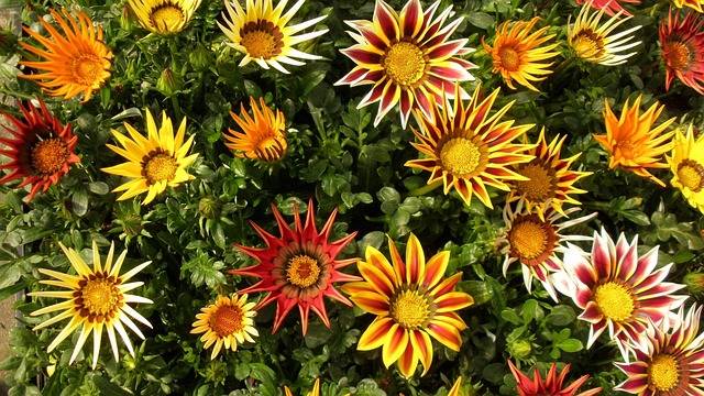 piante-resistenti-al-sole-poca-acqua-gazania-quaiato-verona-giardinaggio