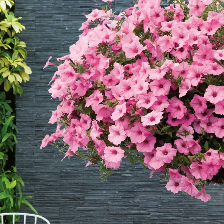 petunia-vista-verona-quaiato