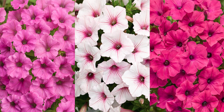 petunia vista verona-quaiato-garden center