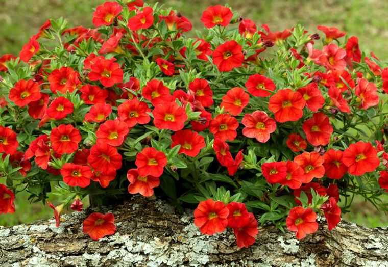 piante-ricadenti-da-esterno-calibrachoa-quaiato-verona