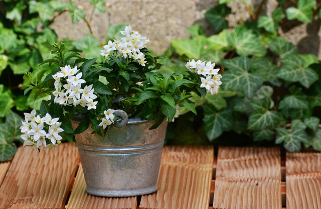 piante-ricadenti-da-esterno-solanum-jasminoides-quaiato-verona