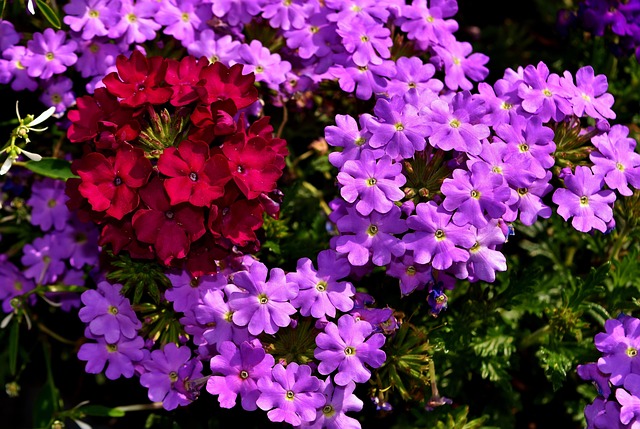 piante ricadenti da esterno-verbena-quaiato-verona