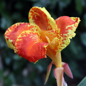 canna-indica-fiori-perenni-verona-piante-perenni-giardinaggio-garden-quaiato