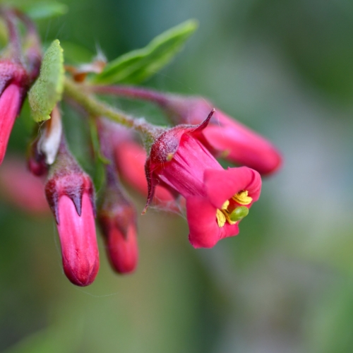 Verona floricoltura quaiato evonimo