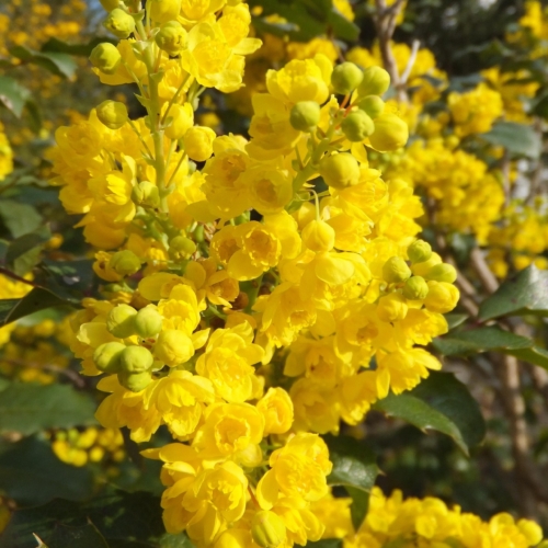 floricoltura quaiato piante sempreverdi resistenti al freddo mahonia