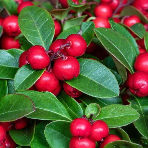gaultheria pianta sempreverde verona quaiato floricoltura