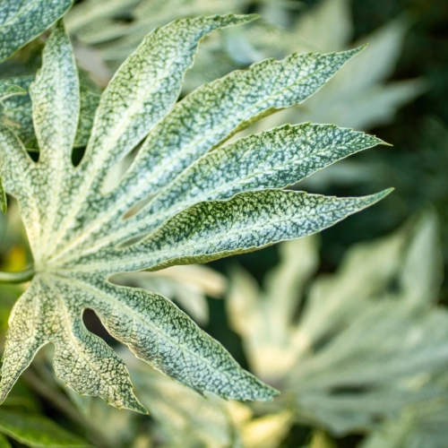 quaiato floricoltura aralia pianta sempreverde