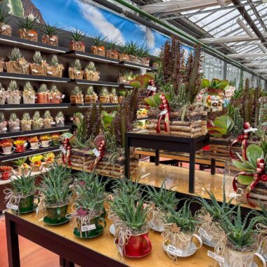 regali-di-natale-idee-regalo-natale-composizioni-floreali-diffusori-ambiente-prodotti-tipici-italiani-cesti-natalizi-Quaiato_5203-1600x1600