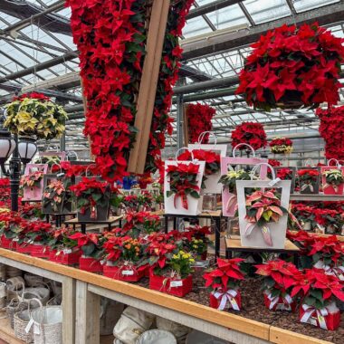 regali-di-natale-idee-regalo-natale-composizioni-floreali-diffusori-ambiente-prodotti-tipici-italiani-cesti-natalizi-Quaiato_5204-1600x1600
