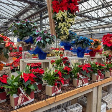 regali-di-natale-idee-regalo-natale-composizioni-floreali-diffusori-ambiente-prodotti-tipici-italiani-cesti-natalizi-Quaiato_5206-1600x1600