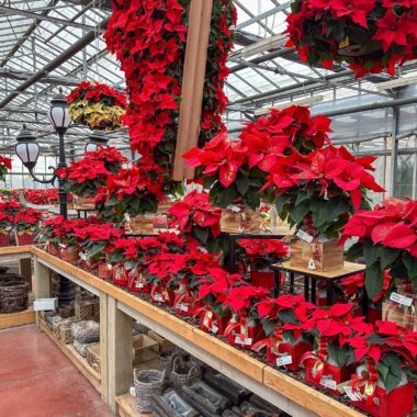regali-di-natale-idee-regalo-natale-composizioni-floreali-diffusori-ambiente-prodotti-tipici-italiani-cesti-natalizi-Quaiato_5207-1600x1600